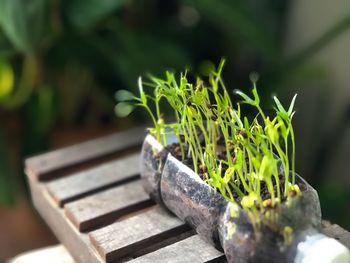 Close-up of seed in soil on table