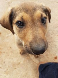 Close-up portrait of dog