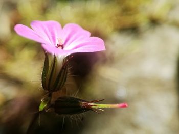 Close-up of pink flower blooming outdoors