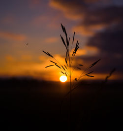 Nature's dawn choreography. silhouetted summer plants in morning glow in northern europe