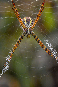 Close-up of spider on web