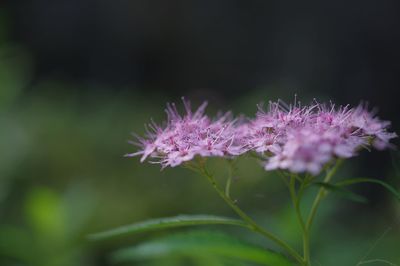 Close-up of purple flowers