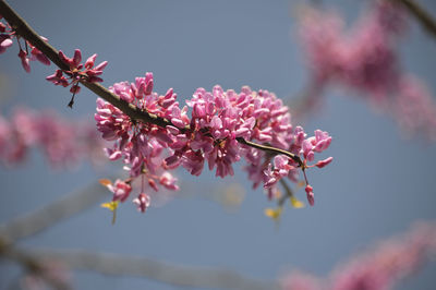 Close-up of pink flowers against blurred background