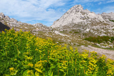 Tulove grede rocks on the velebit mountain, croatia