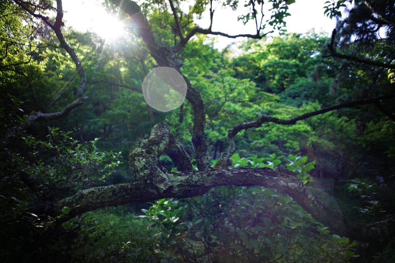 tree, growth, forest, tranquility, nature, green color, beauty in nature, sunlight, branch, tranquil scene, lens flare, sun, tree trunk, scenics, sunbeam, lush foliage, plant, day, outdoors, low angle view