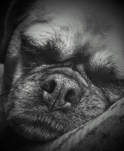 Close-up of dog sleeping