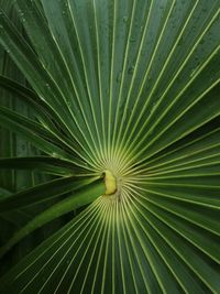 Full frame shot of palm leaves