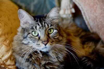 Close-up portrait of cat