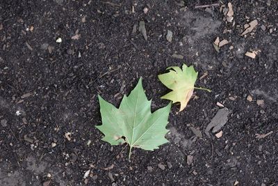 High angle view of leaf on field