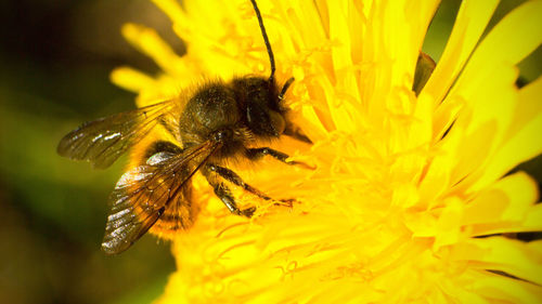 Close-up of insect on yellow flower