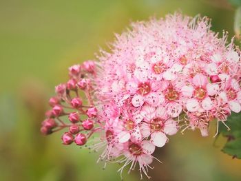 Close-up of pink flowers growing outdoors