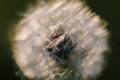 Close-up of dandelion on plant