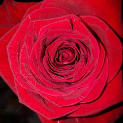 Close-up of red rose