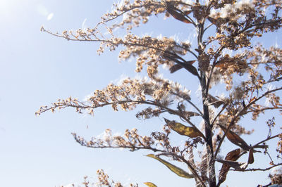 Low angle view of flowers on tree