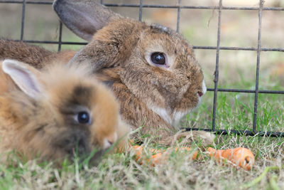 Brown holland lop rabbit in the garden