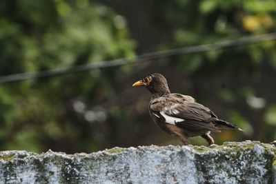 Close-up of eagle perching on stone wall