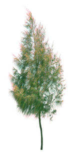 Close-up of tree against white background