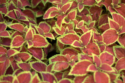 Full frame shot of fresh green leaves