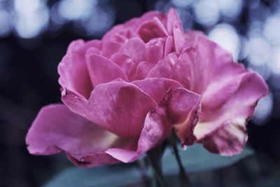 Close-up of pink rose blooming