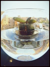 Close-up of drink