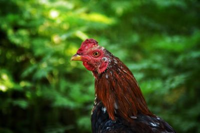 Close-up of rooster