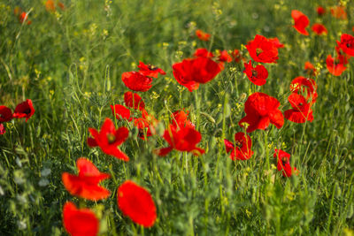 Close-up of red poppy flowers on field