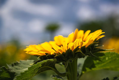 Close-up of yellow flowering plant