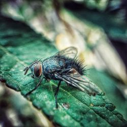 Close-up of housefly