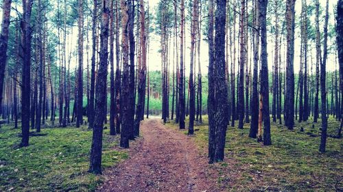 Trees in forest