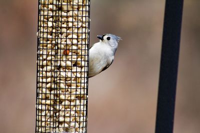 Close-up of bird perching on feeder