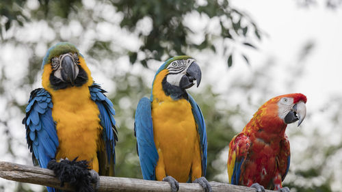 Ara ararauna and macaw parrot on its perch