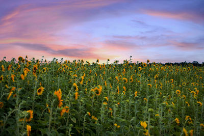 Scenic view of sunflower field against sky during sunset