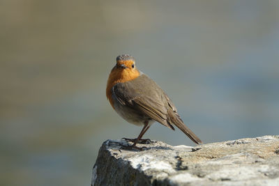 Close-up of bird perching on rock