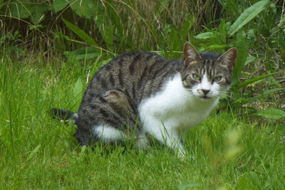 Portrait of cat on grass