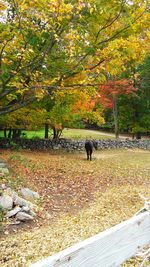 Dog walking in forest during autumn