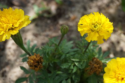 Close-up of yellow flower