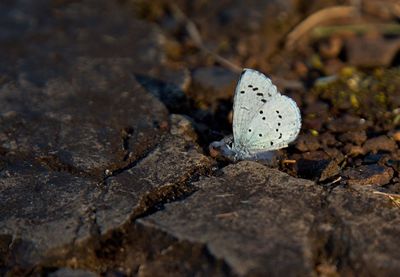 Close-up of butterfly on rock