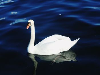 Close-up of swan swimming in lake