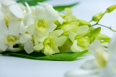 Close-up of white flowering plant