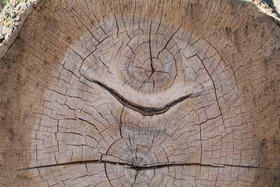 Close-up of tree stump