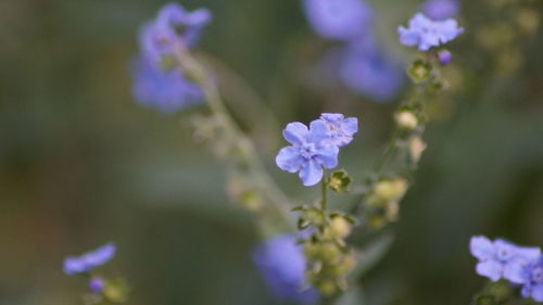 Close-up of purple flowers blooming outdoors