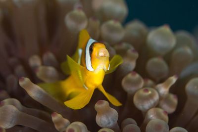 Close-up of yellow fish underwater