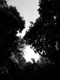 Close-up of silhouette trees against sky