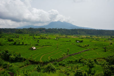 Scenic view of agricultural field against sky