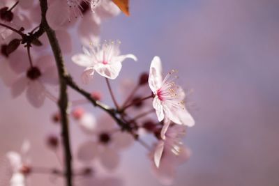 Close-up of cherry blossoms growing on tree