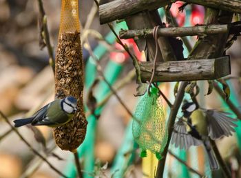 Bird perching on feeder