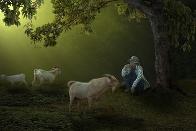 Man by goats sitting on field
