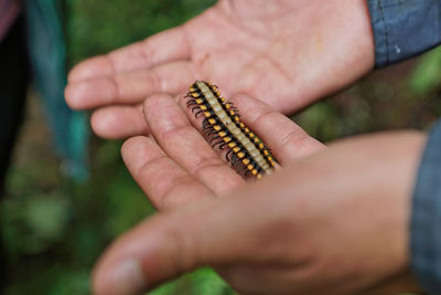 Caterpillar - costa rica