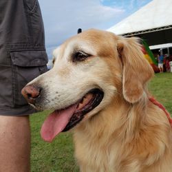Close-up of dog looking away outdoors