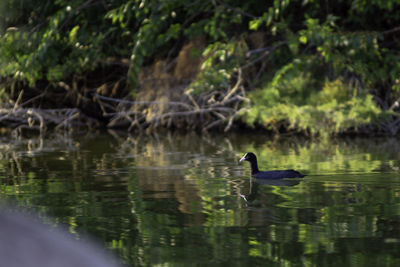 View of a bird in lake